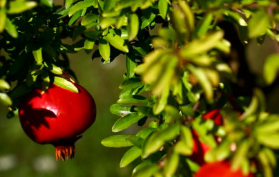 Granatno jabolko (Punica granatum) Granatno jabolko (Punica granatum)